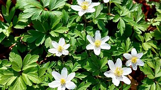 Kreis Höxter: Winter und Frühling