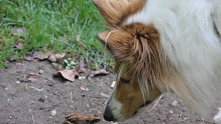 Das sind die Kandidaten für das Leser-Haustier der Woche (KW 46)