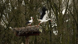 Nestbau in allen Horsten bei den Störchen in Bielefeld