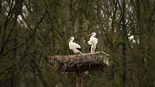 Nestbau in allen Horsten bei den Störchen in Bielefeld