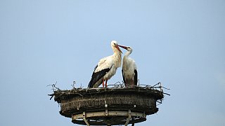 Nestbau in allen Horsten bei den Störchen in Bielefeld