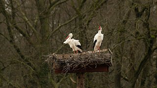 Nestbau in allen Horsten bei den Störchen in Bielefeld