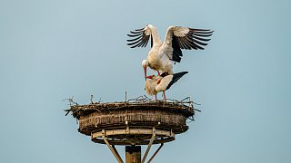 Nestbau in allen Horsten bei den Störchen in Bielefeld
