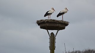 Nestbau in allen Horsten bei den Störchen in Bielefeld