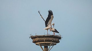 Nestbau in allen Horsten bei den Störchen in Bielefeld