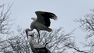 Nestbau in allen Horsten bei den Störchen in Bielefeld