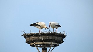 Nestbau in allen Horsten bei den Störchen in Bielefeld