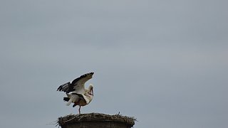 Nestbau in allen Horsten bei den Störchen in Bielefeld