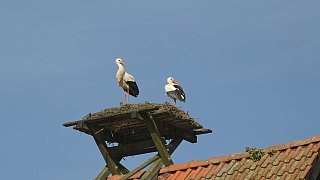Nestbau in allen Horsten bei den Störchen in Bielefeld