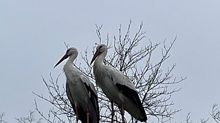 Nestbau in allen Horsten bei den Störchen in Bielefeld
