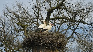Nestbau in allen Horsten bei den Störchen in Bielefeld