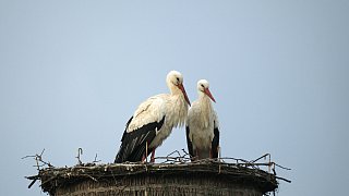 Nestbau in allen Horsten bei den Störchen in Bielefeld