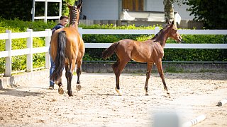 Erste Fohlenschau auf der Reitsportanlage Sonntag