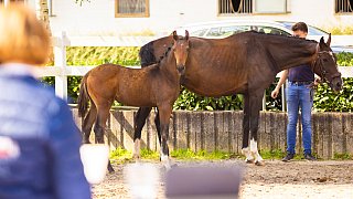 Erste Fohlenschau auf der Reitsportanlage Sonntag