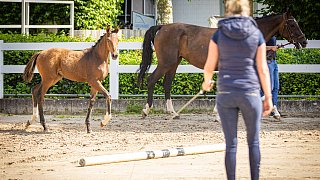 Erste Fohlenschau auf der Reitsportanlage Sonntag