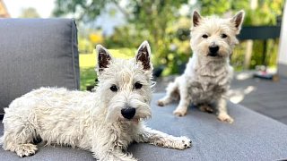 Das sind die Kandidaten für das Leser-Haustier des Jahres im Kreis Herford
