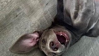 Das sind die Kandidaten für das Leser-Haustier des Jahres im Kreis Herford