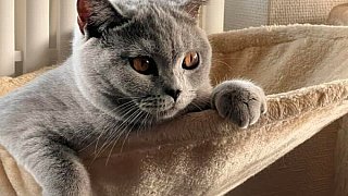 Das sind die Kandidaten für das Leser-Haustier des Jahres im Kreis Herford