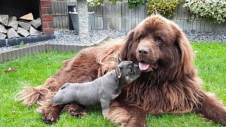 Das sind die Kandidaten für das Leser-Haustier des Jahres im Kreis Herford