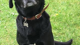 Das sind die Kandidaten für das Leser-Haustier des Jahres im Kreis Herford