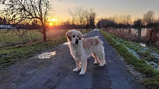 Das sind die Kandidaten für das Leser-Haustier des Jahres im Kreis Herford