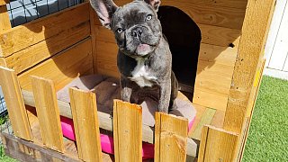 Das sind die Kandidaten für das Leser-Haustier des Jahres im Kreis Herford