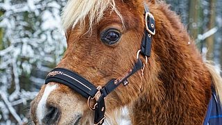 Bünde: Die schönsten Winterfotos aus dem Bünder Land