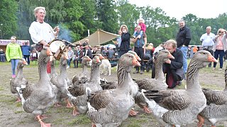 Anno 1280: Mittelalter-Festival in Gütersloh