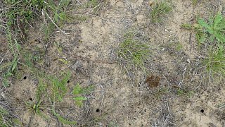 Sandbienen im Kreis Gütersloh entdeckt