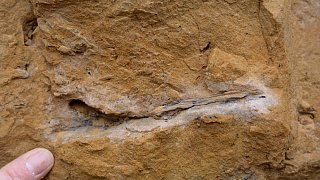 Fossiler Fund unterhalb der ehemaligen Jugendherberge