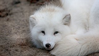 Die schönsten Fotos aus dem Tierpark Waldfrieden