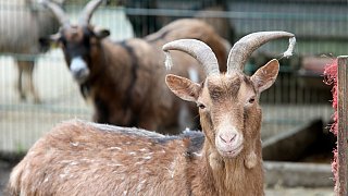 Die schönsten Fotos aus dem Tierpark Waldfrieden