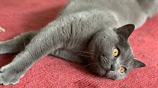 Die niedlichsten Katzen Bielefelds