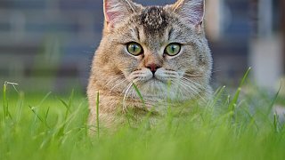 Die niedlichsten Katzen Bielefelds