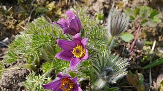 Kreis Höxter: NW-Fotoaktion Frühlingsanfang im Garten