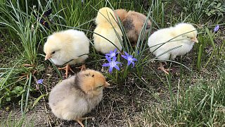 Kreis Höxter: NW-Fotoaktion Frühlingsanfang im Garten