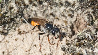 Fotostrecke Klima und Fauna