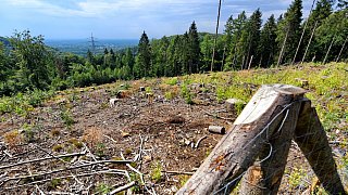 Überlebenskampf des Stadtwaldes im Teuto