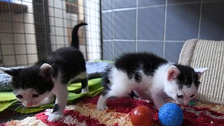 Paderborn: Viele Katzen warten im Tierheim auf ein neues Zuhause