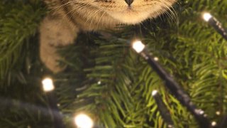 Die lustigsten Katzenfotos