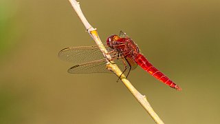 Fotostrecke Klima und Fauna