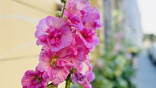 Bielefeld: Stockrosen-Schönheiten am Wegesrand mit Hummel-Besuch