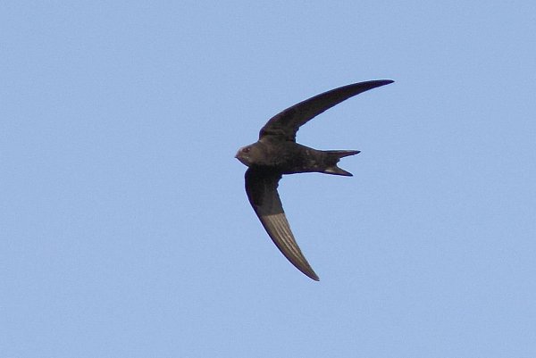 Schlafen und Fortpflanzung im Flug: Mauersegler. - © Andreas Schäferling