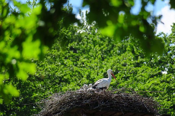 Erneut Störche: Drei wilde Junge gibt es im Tierpark. - © Kurt Ehmke