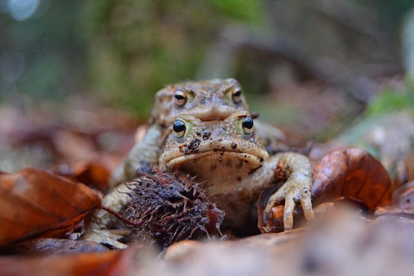 Kröten und Amphibien wandern aktuell zu ihren Laichgewässern. - © Stadt Bielefeld
