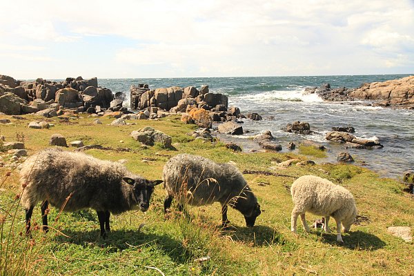 Kuschelige Rasenmäher: Schafe sorgen als Landschaftsgärtner für kurzes Gras. - © Michael Juhran