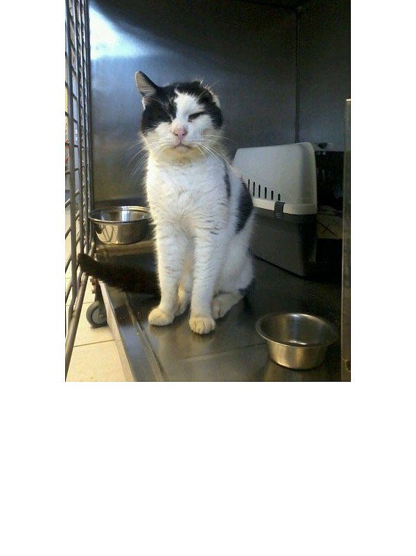 Hatte es nicht immer leicht: Frodo hat bei einem Unfall sein linkes Ohr verloren. Sein Alter wird auf zehn Jahre geschätzt. - © Foto: tierheim