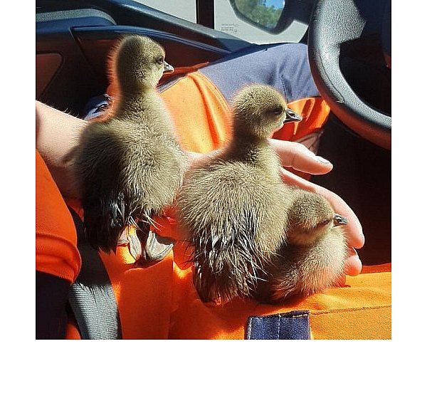 Die kleinen Küken wurden von der A30 bei Bünde gerettet. - © Autobahn GmbH des Bundes
