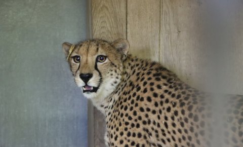Geparden für das Safariland Stukenbrock