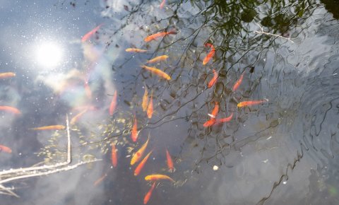 Paderborn: Romantischer Garten von Brigitte Bergschneider